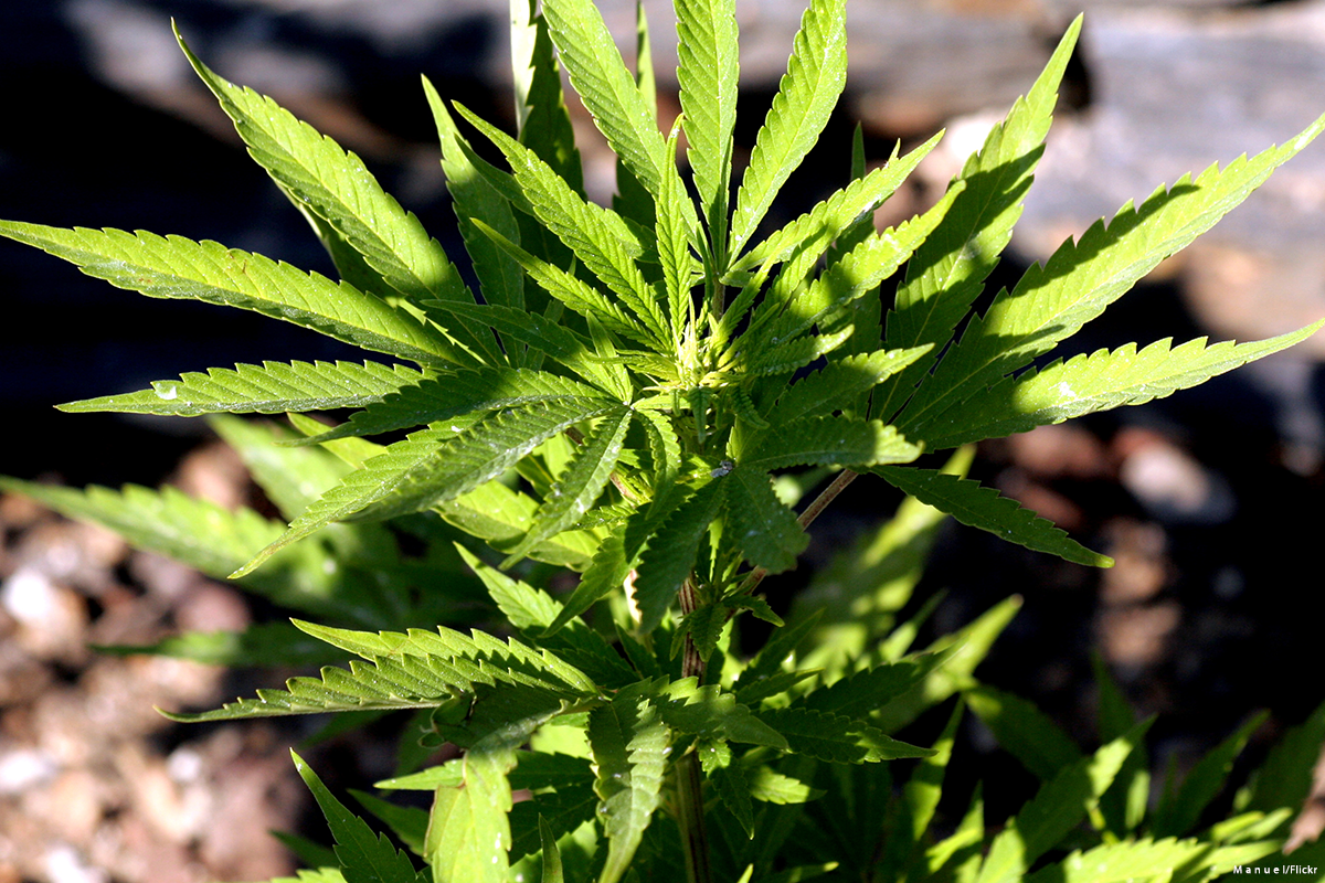 Morocco – The world’s largest cannabis producer