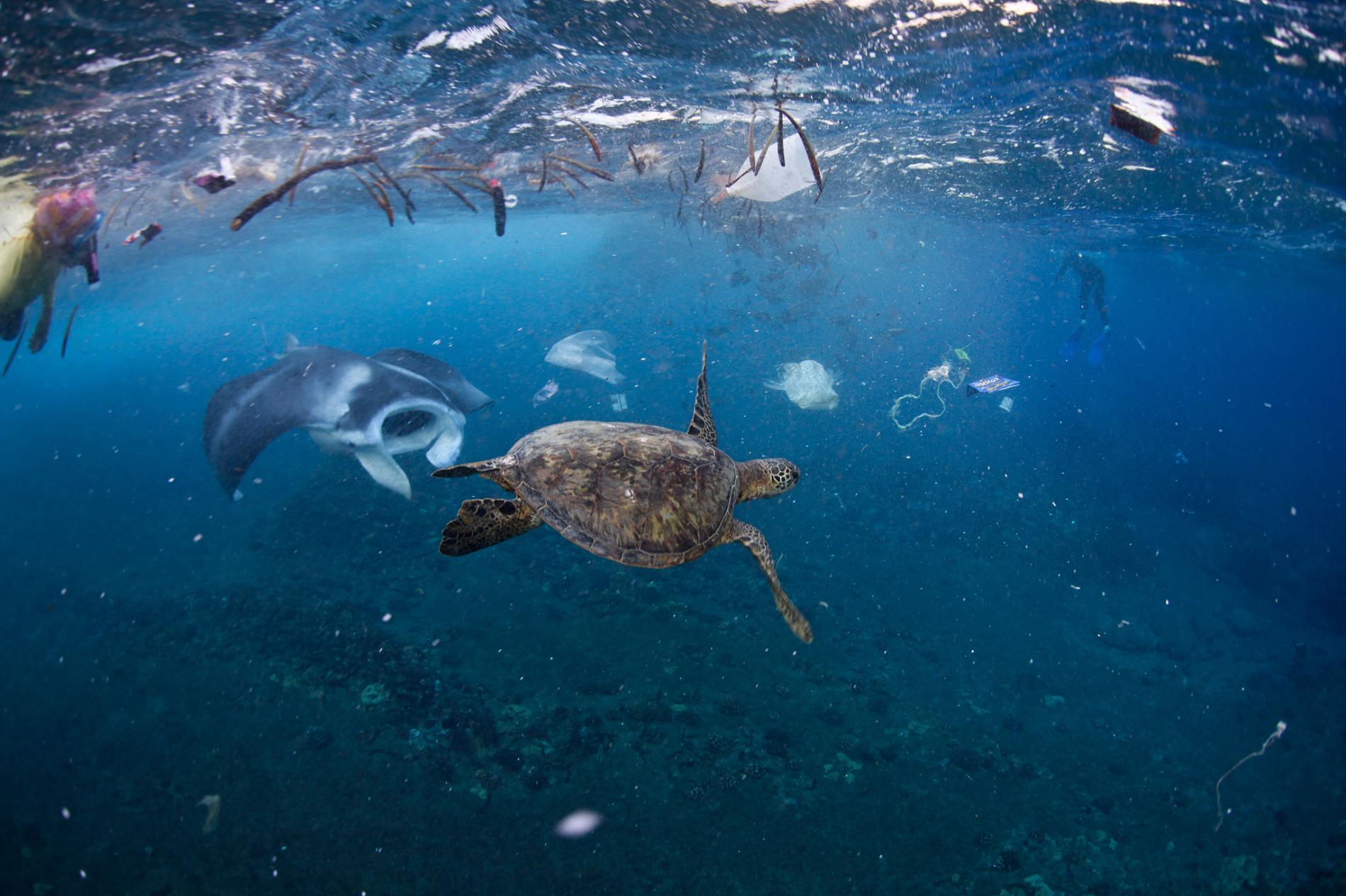 Plastic in Oceans – 5 Fast Facts