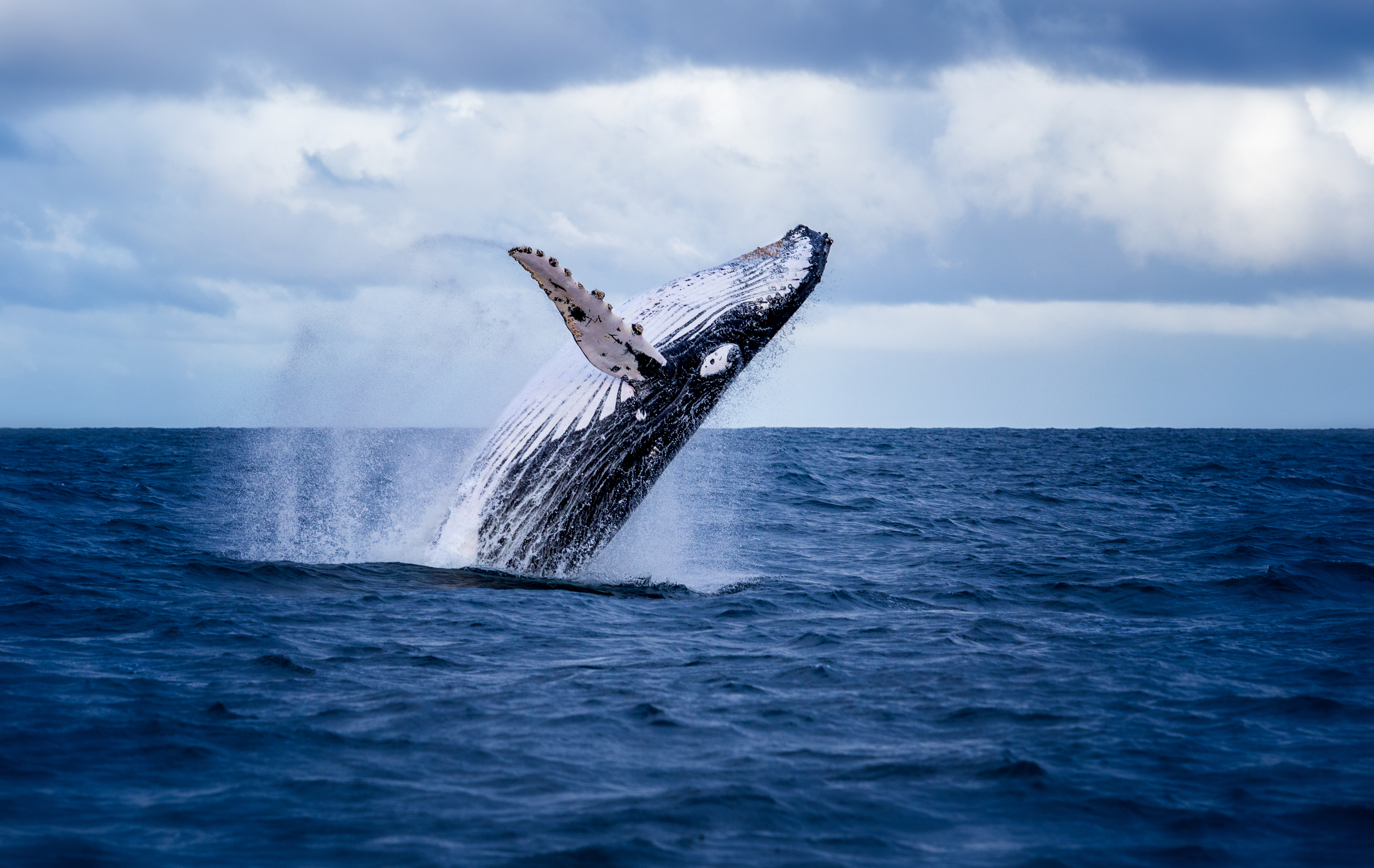 BBNJ Treaty: The COP21 of the oceans?